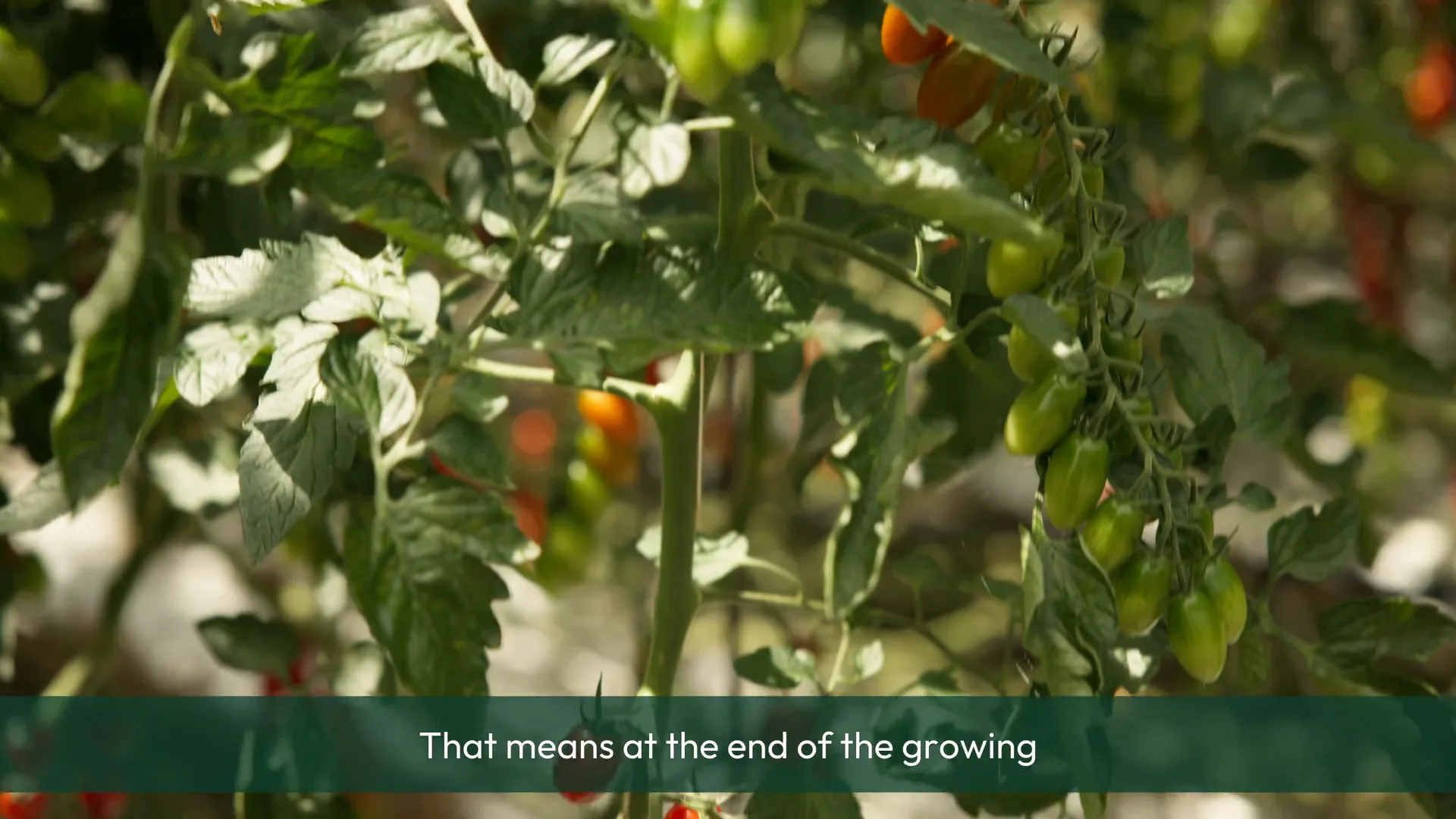 Tomatoes growing on the vine inside the glasshouse
