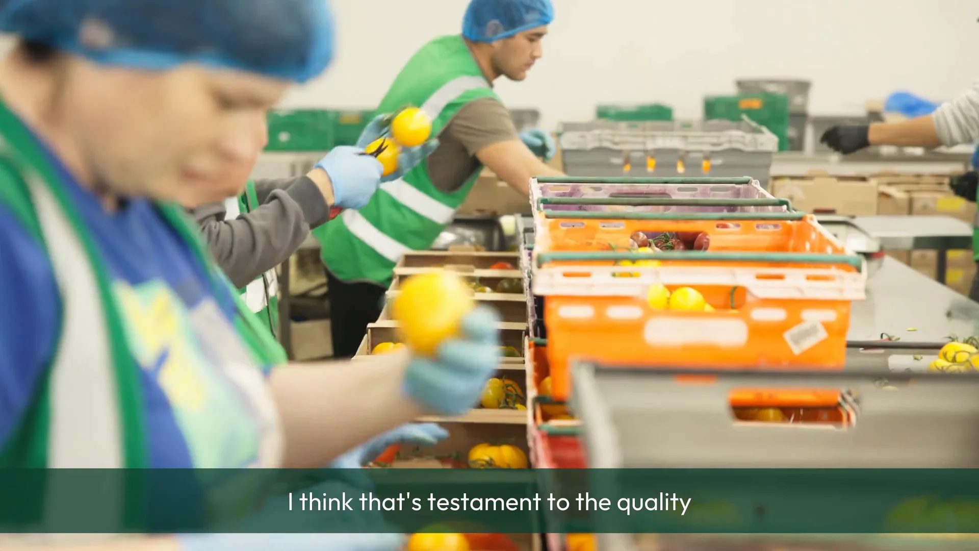 Tomatoes moving through the packing line