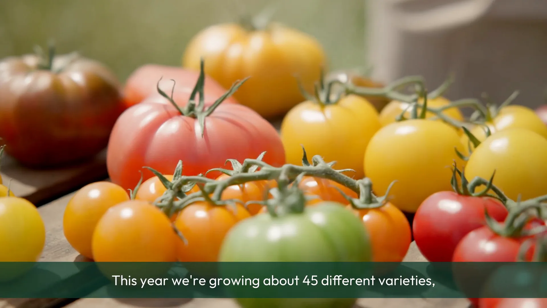 A range of Isle of Wight tomato varieties